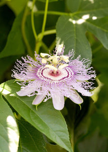 Got Anxiety? Passionflower may be what your looking for...
