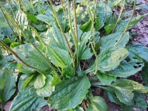 Plantain Leaf: More than a Weed