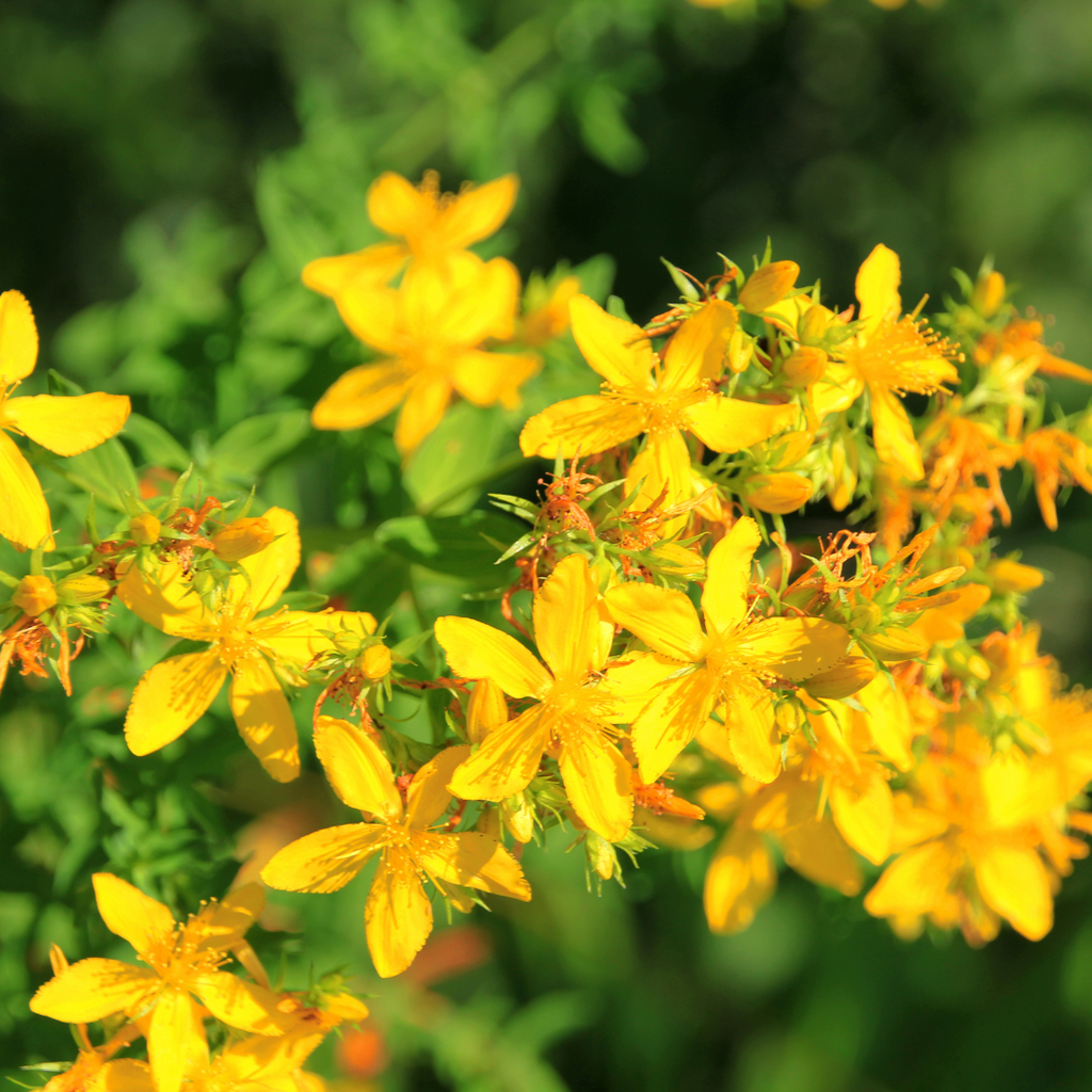 Unveiling the Benefits of St. John's Wort for Seasonal Depression