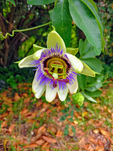 The Tranquil Power of Passionflower: A Natural Remedy for Situational Anxiety and Calming the Body