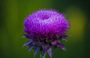 The Gentle Liver Support of Milk Thistle