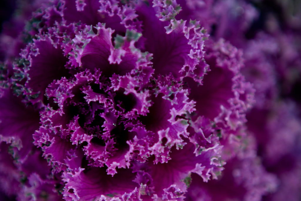 Purple Cabbage for Joint swelling and Inflammation
