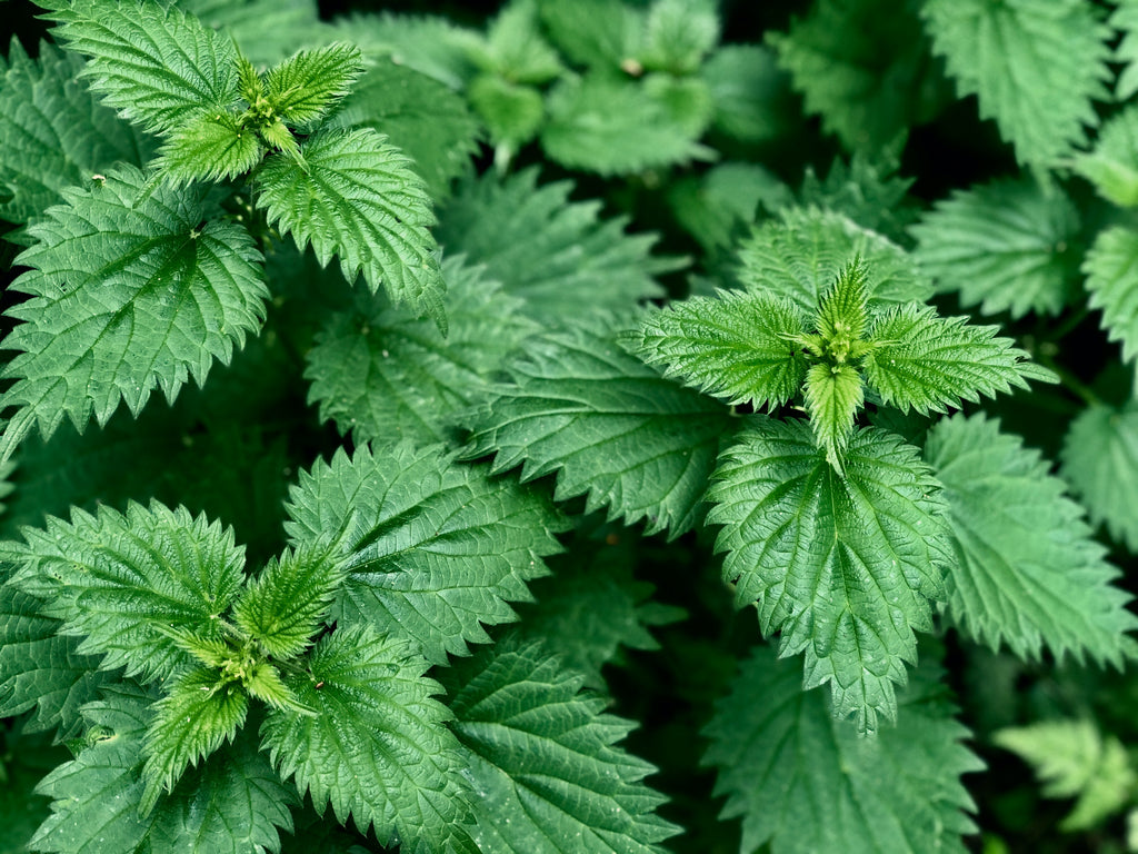Nettle. The herb every woman needs to know about...