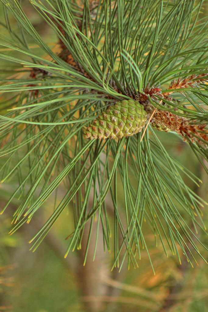 Pine Needles for Health